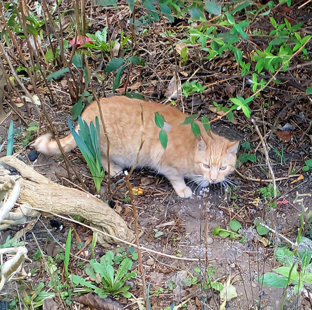 Found Ginger Cat Glenbrook Park 20FEB23 Beatrice hello@greystonesguide.ie