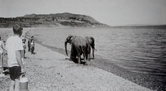 Circus-Elephants-North-Beach-2005 (800x438)