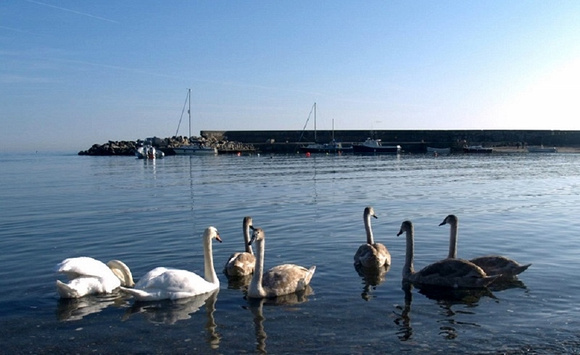Swans-in-the-Harbour-Pic-Jody-Connaughton (800x490)