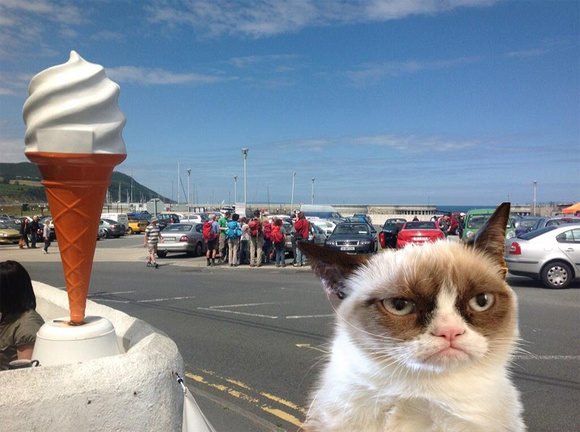 Grumpy Cat Greystones Harbour Grumble Oct 2015