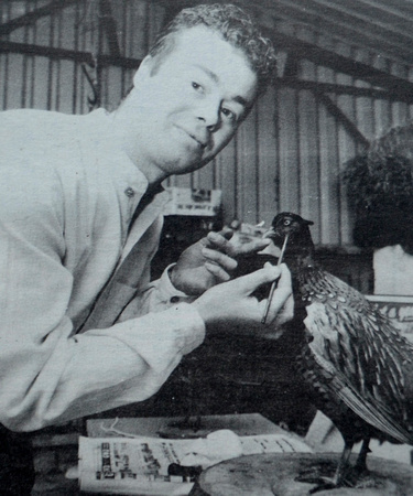 Taxidermist Peter Gregory stuffs another bird 1995 Bray People