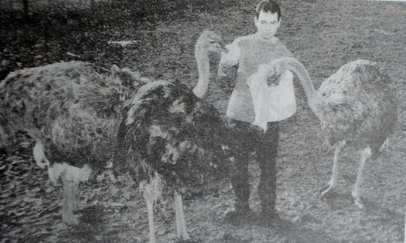 Paul Woods at his Glenside Ostrich Farm 1997 Bray People