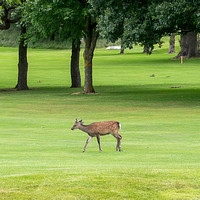 The Two Marys Delgany Golf Club FRI5JULY24 John McGowan 19