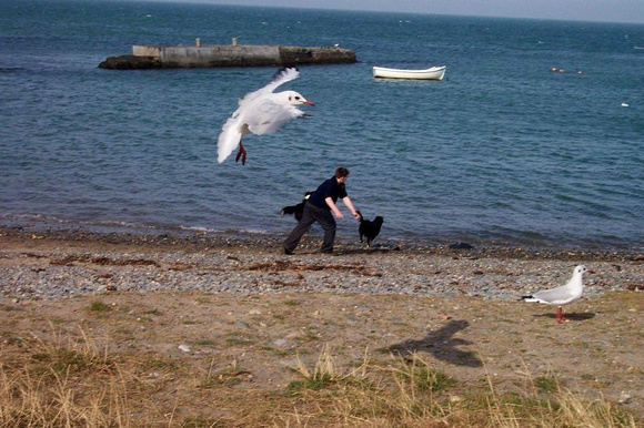 Old-Greystones-Seagulll-Attack-at-The-Harbour-Pic-Anne-Stanley