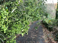 Blackberry Lane Storm Darragh SAT7DEC24 8