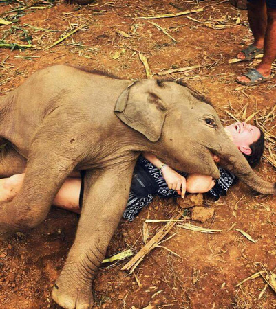 baby elephant pets pooch happy animals eco kids children playmates friends
