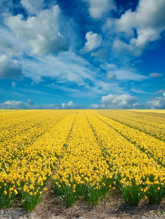 daffodils field sky flowers