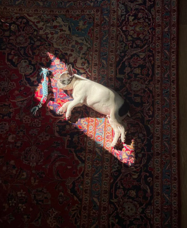 dog pooch sun spot trap nap feeling good