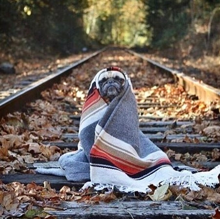 dog pug pooch pensive tracks fashion shawl kilkenny