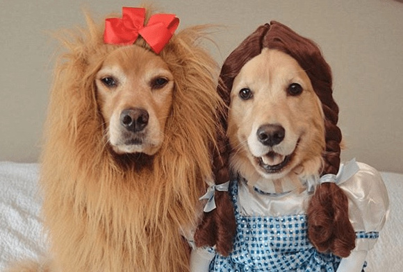 dogs pets wizard of oz halloween costumes pooch dogs copy
