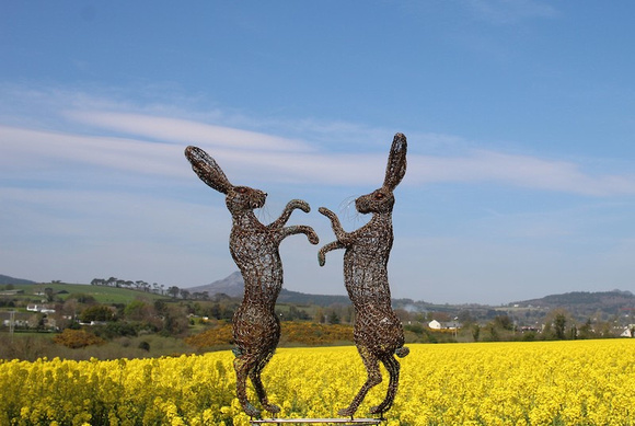 Emma Rushworth Heron Project OCT23 Dancing hares in The glourous Rapeseed 1