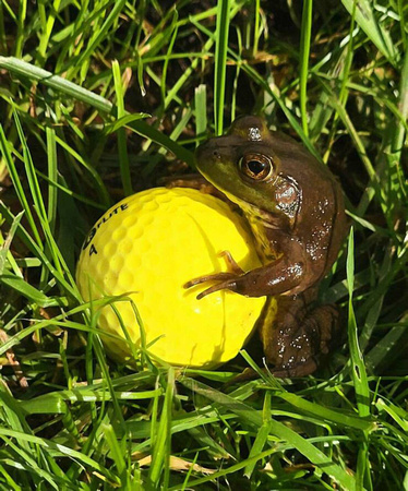 golf frog ball sex