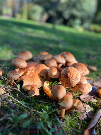 Kilmacurragh FRI3NOV23 mushrooms fungi