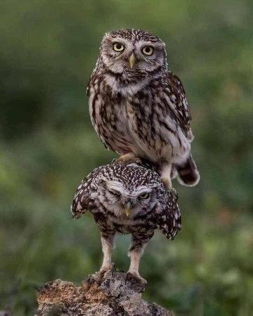 owls birds birdwatching piggyback courier