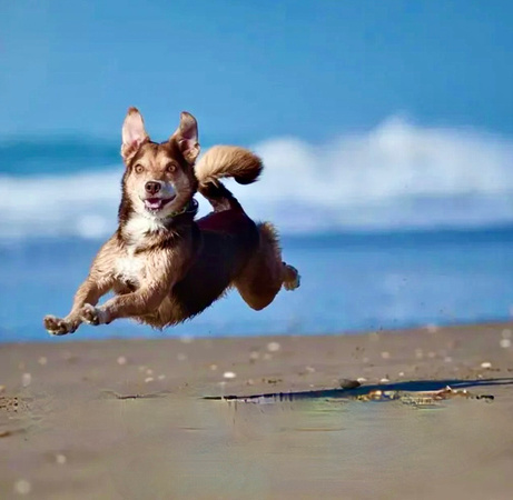 pooch beach happy leap sunny dog