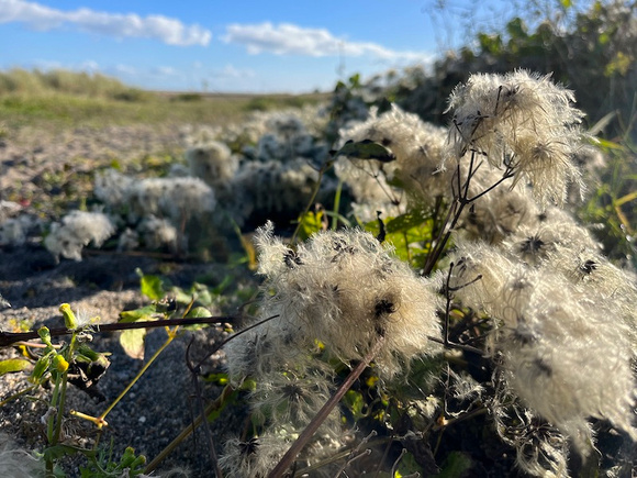 south beach cotton plants TUES7NOV23