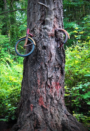 tree bike old growth nature recycle recycling forest woods 2