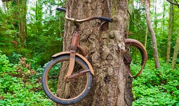 tree bike old growth nature recycle recycling forest woods