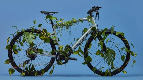 trees leaves eco bike cycling nature