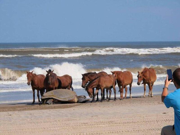 turtle beach horses pets