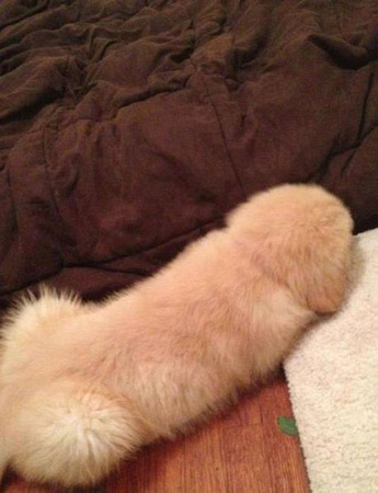 pooch dog penis pup for sale