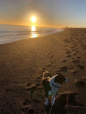 Go South Beach, Young Dog by Conor O'Donnell Greystones Rocks 2018 conor.conzor@gmail.com