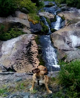 Buster Me & My Pooch 2020 Damien Kennedy Pugalier loves hikes