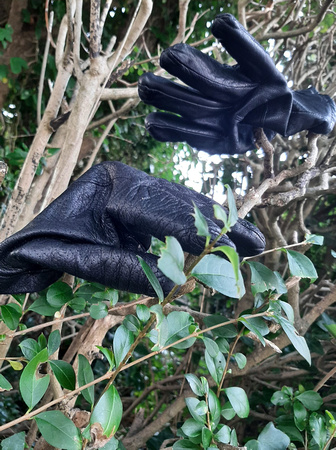 Found Ladies Black Leather Gloves Burnaby Rd (corner near parking bays) 25NOV21 Ann Egan Facebook