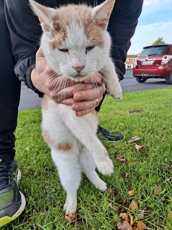 Found sick cat brought to harbour vets (doing good) Emma Leonard Facebook 2DEC21