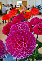 Delgany  District Horticultural Society Dahlia Show SAT27AUG22 GG 14