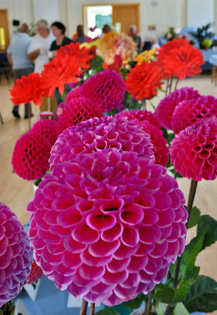 Delgany  District Horticultural Society Dahlia Show SAT27AUG22 GG 14