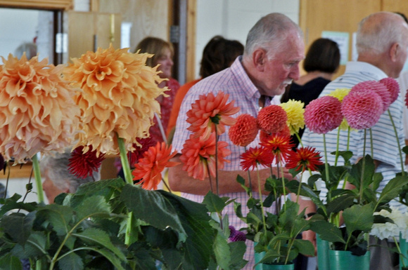 Delgany & District Horticultural Society Dahlia Show SAT27AUG22 GG 07.jpg