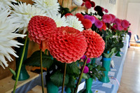 Delgany & District Horticultural Society Dahlia Show SAT27AUG22 GG 04.jpg