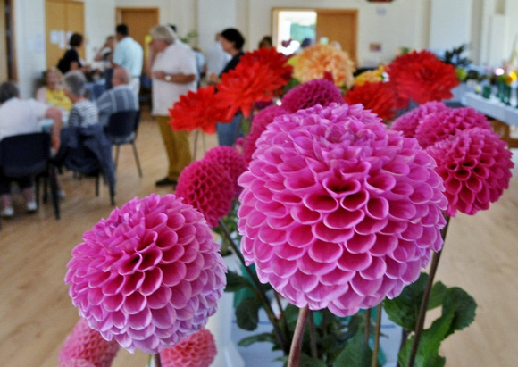 Delgany & District Horticultural Society Dahlia Show SAT27AUG22 GG 15.jpg