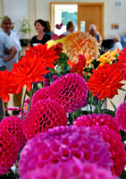 Delgany  District Horticultural Society Dahlia Show SAT27AUG22 GG 13