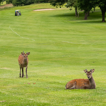 The Two Marys Delgany Golf Club FRI5JULY24 John McGowan 20