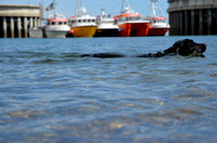 Greystones Fishermen's Harbour Blockade SAT22JUNE19