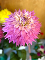 The Dahlia Show Catherine Coveney Trevor Stephenson SAT24AUG24 7