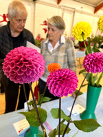 The Dahlia Show Catherine Coveney Trevor Stephenson SAT24AUG24 10